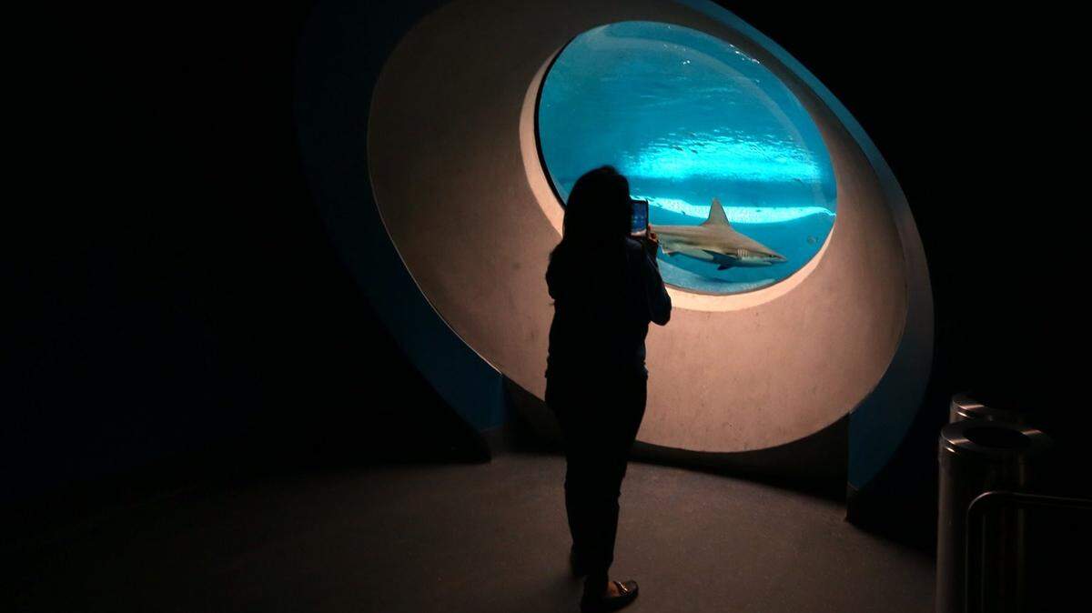 A shark swims by as Lilian Castillo gets a picture during the long-awaited opening of the Phillip and Patricia Frost Museum of Science on Sunday, May 7, 2017.