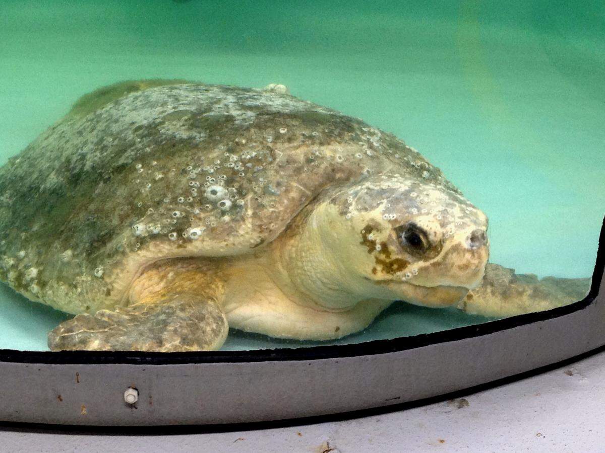 A loggerhead sea turtle rests in a tank on Thursday, Aug. 13, 2015, at the sea turtle hospital at the South Carolina Aquarium in Charleston, S.C. (AP Photo/Bruce Smith)