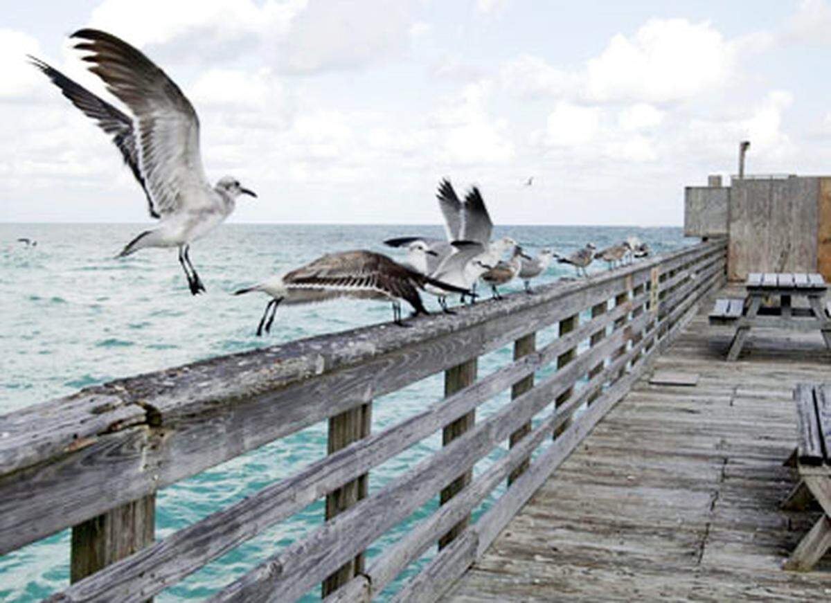 <p>A seagull lands on the rail of the Newport Fishing Pier in Sunny Isles. </p><p>Photo: Charles Trainor Jr</p>