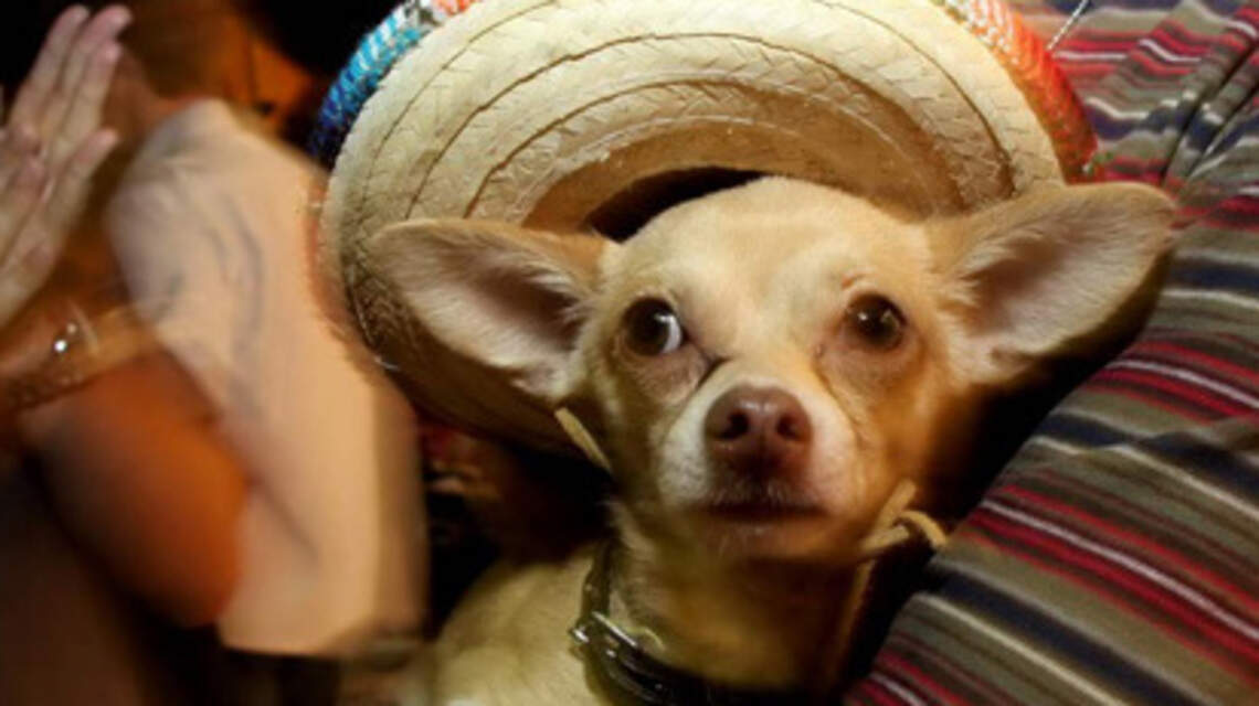 Here is the longest list of places to celebrate Cinco de Mayo in South Florida. Do you need more?