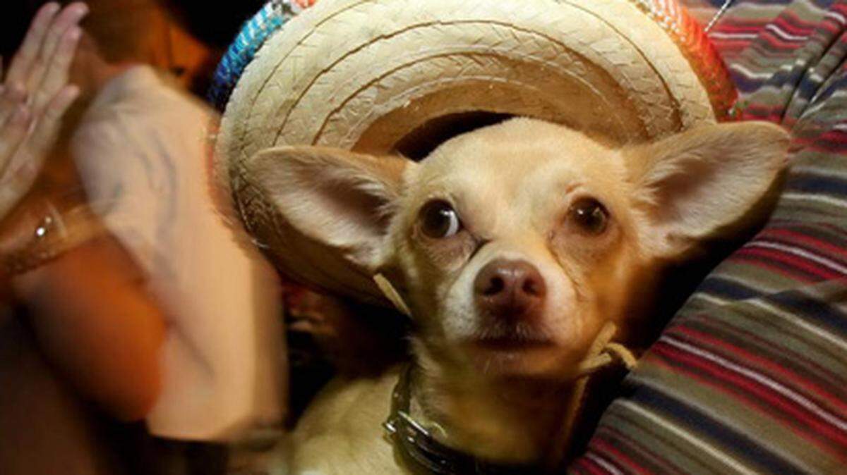This little guy is ready to party.