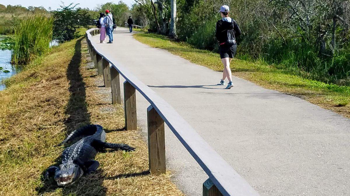 This alligator is welcoming you to the Everglades! Pay no attention to his open jaws.