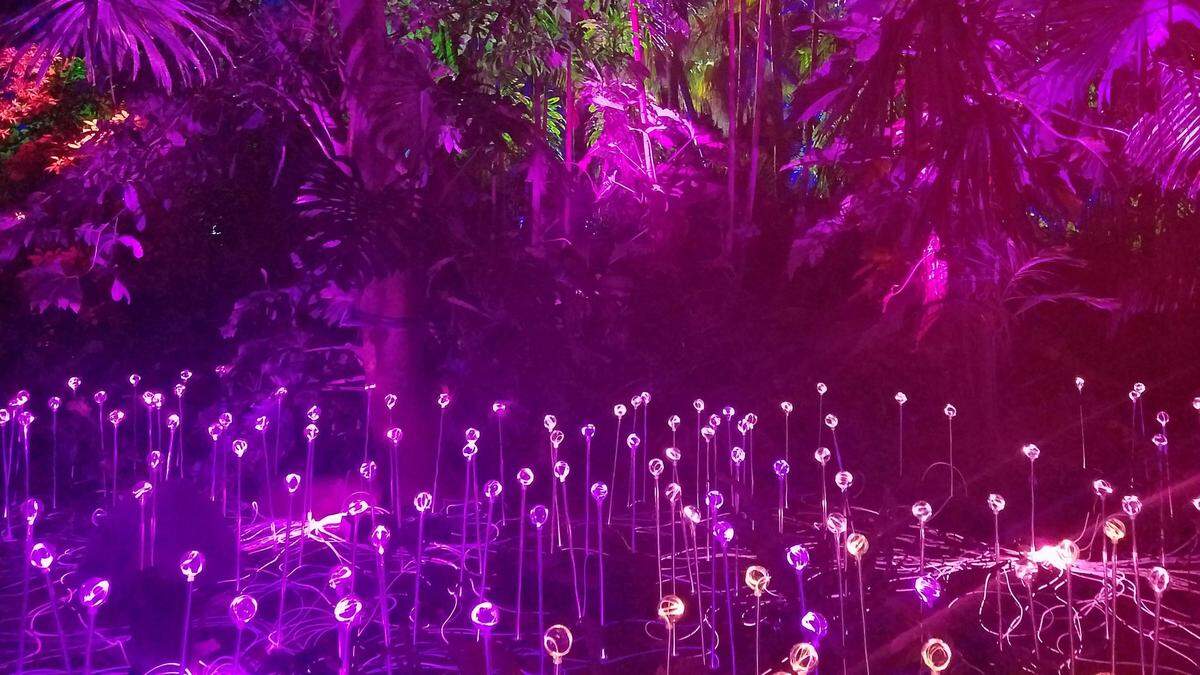The NightGarden at Fairchild is like “Avatar” without the flying lizards (but with churros).