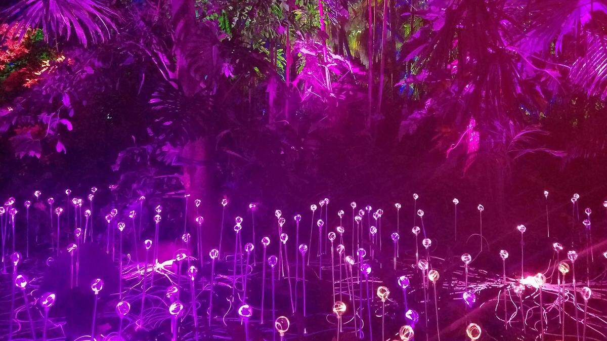 The NightGarden at Fairchild is like "Avatar" without the flying lizards (but with churros).