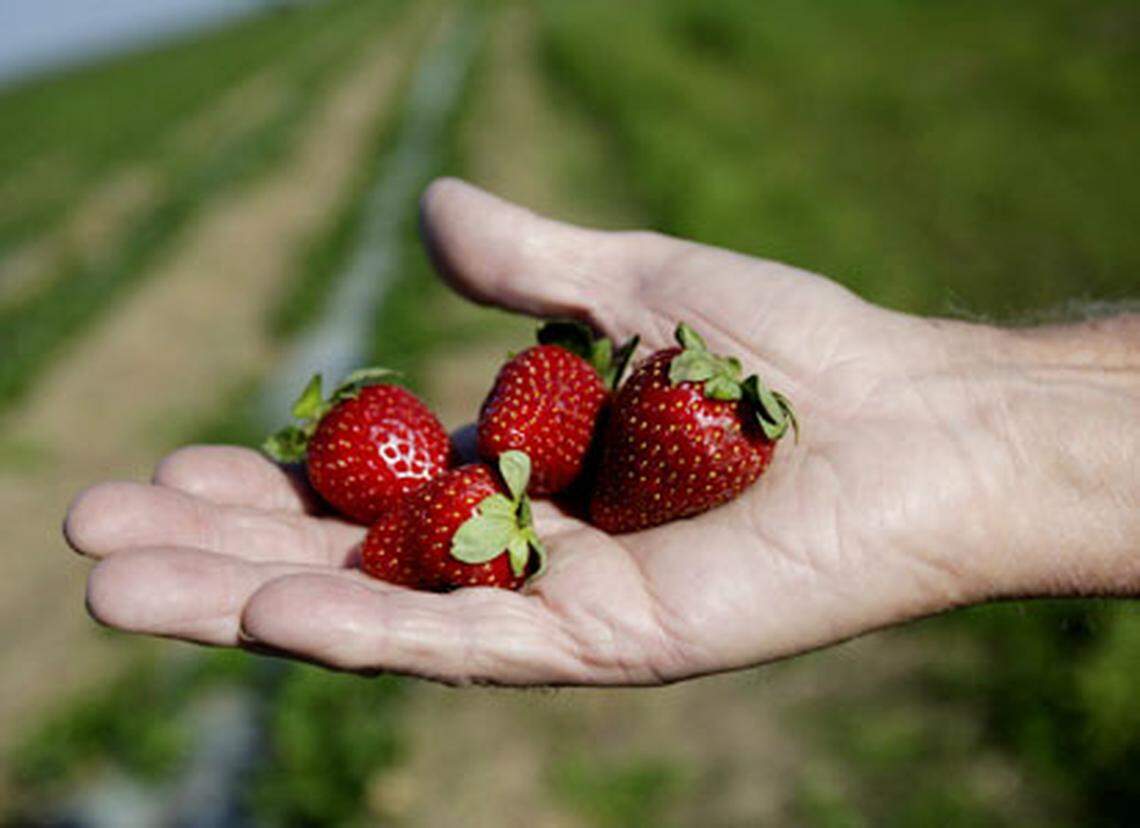 Why go to Publix for strawberries when you can pick your own.