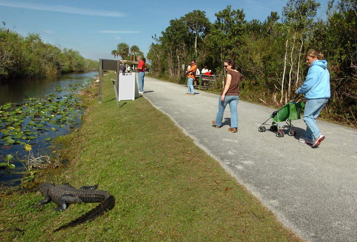 Visitors stroll past one of the many alligators near the visitor center at Shark Valley in Everglades National Park.