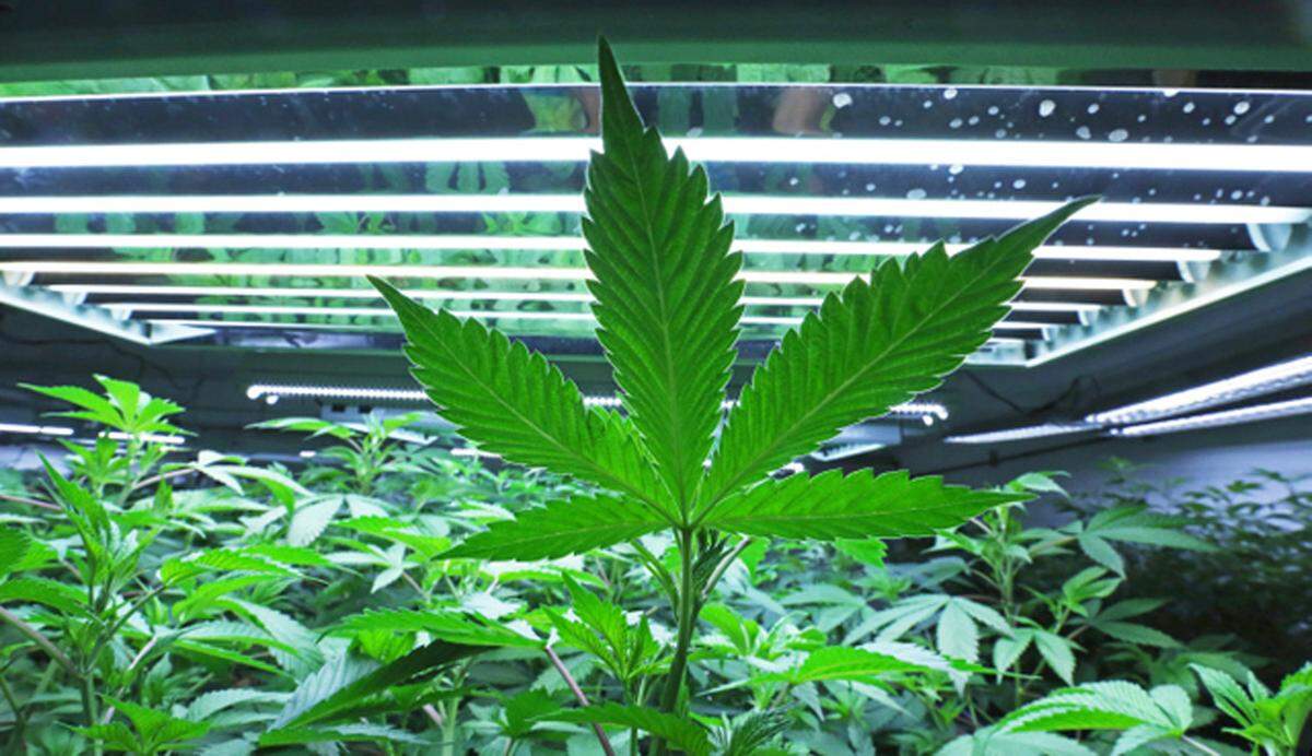 A marijuana leaf in the vegetative room at a cannabis cultivator in Fairbanks, Alaska. (Eric Engman/Fairbanks Daily News-Miner via AP, File)