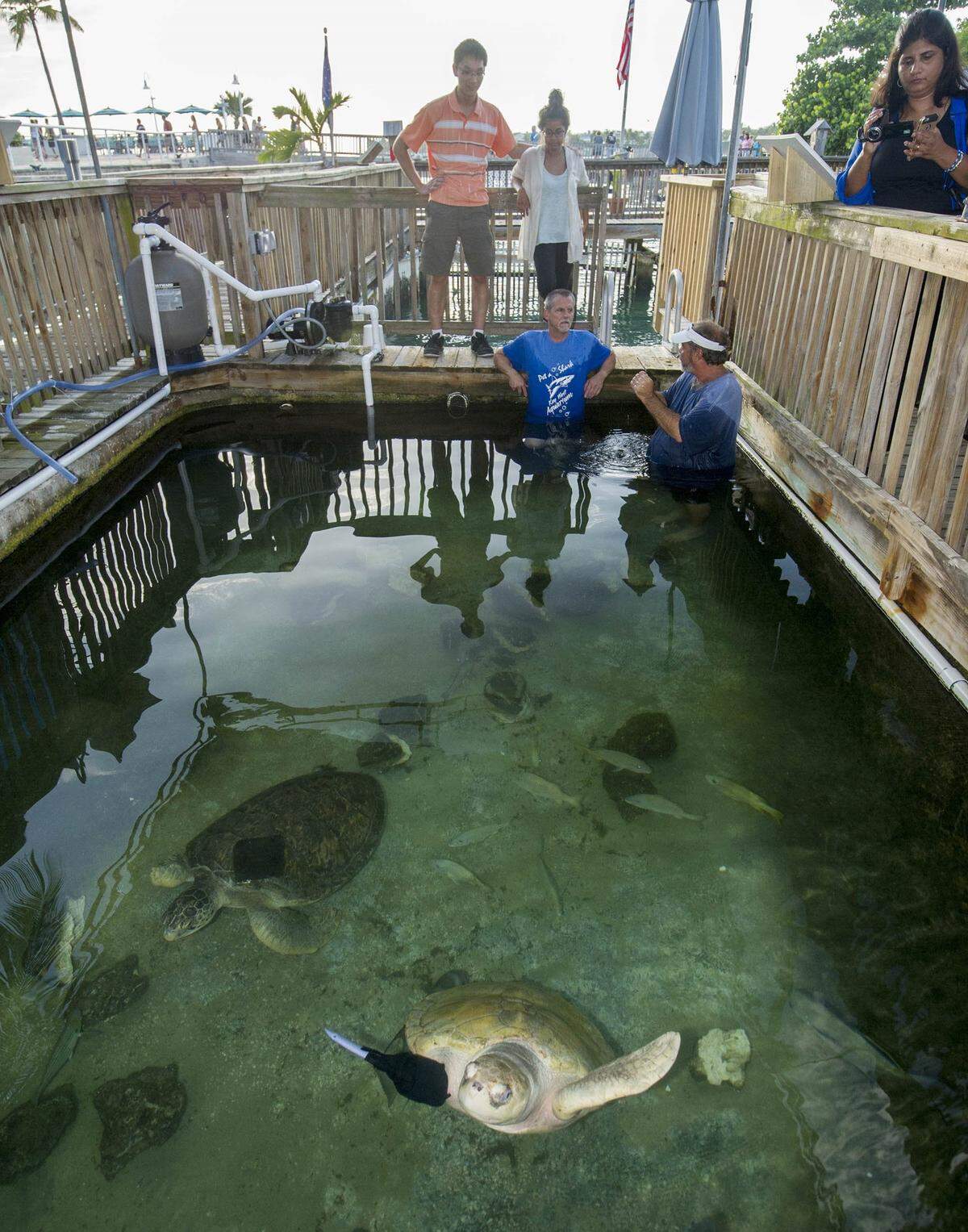 Lola (foreground) swims at the Key West Aquarium using a prosthetic flipper created by college students.