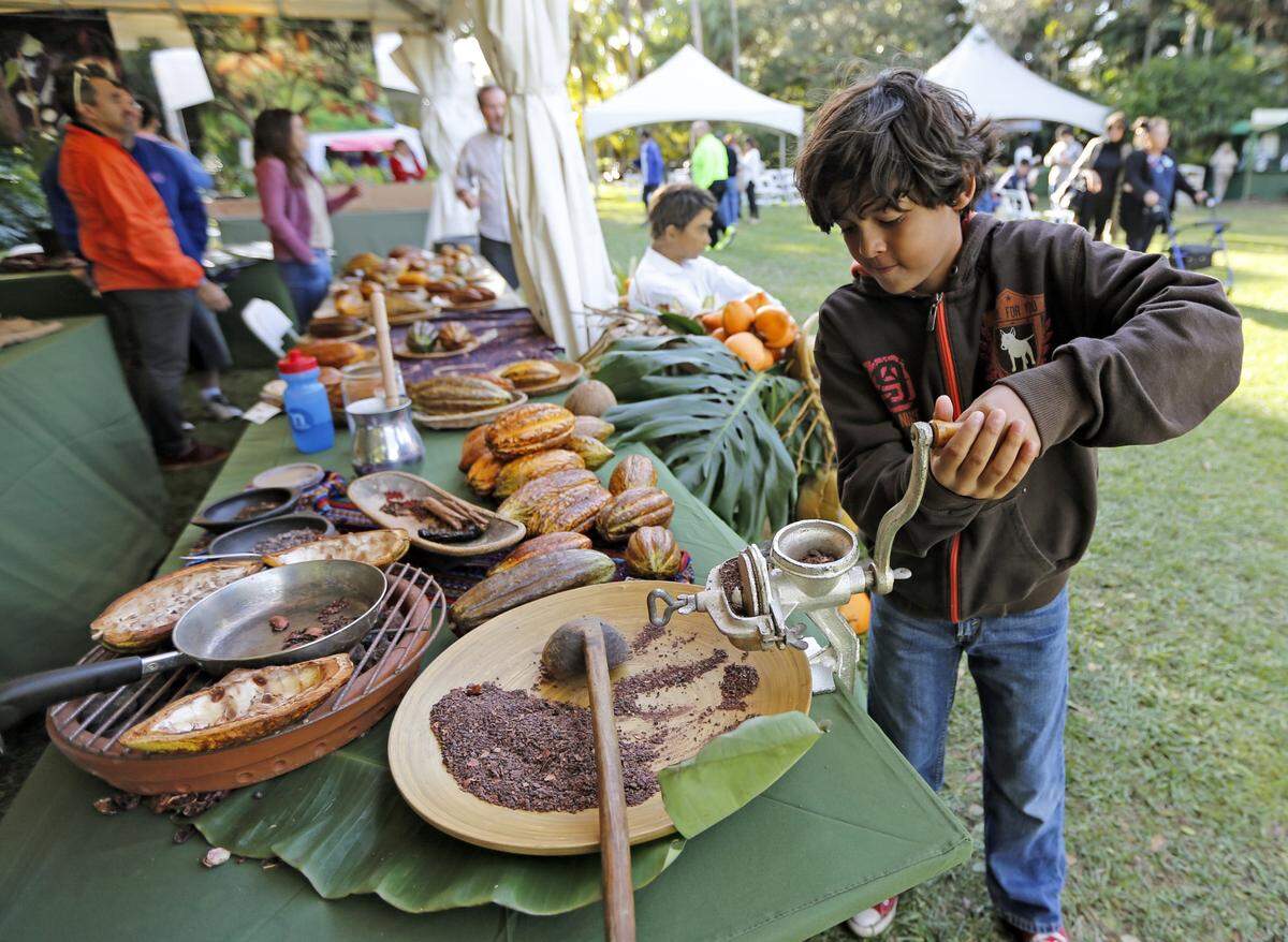 Mateo Cortes, 9, grinds cocoa seeds during the Fairchild Tropical Botanic Garden's 10th Annual International Chocolate Festival on Saturday, January 23, 2016.