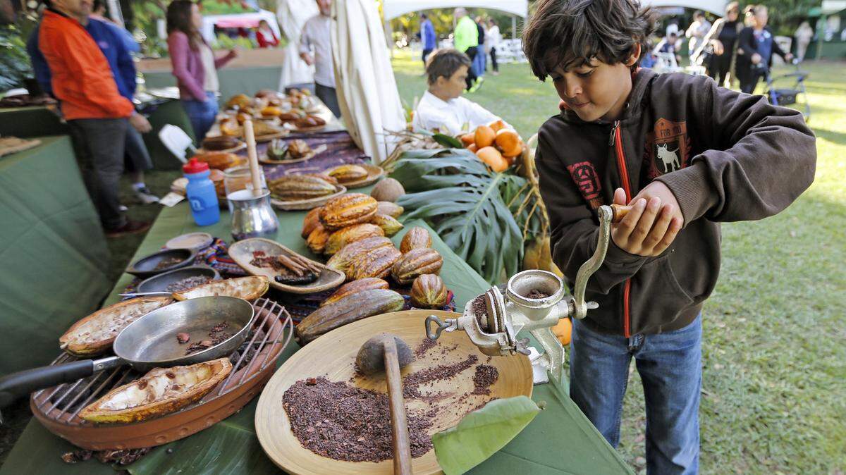 Mateo Cortes, 9, grinds cocoa seeds during the Fairchild Tropical Botanic Garden’s 10th Annual International Chocolate Festival on Saturday, January 23, 2016.