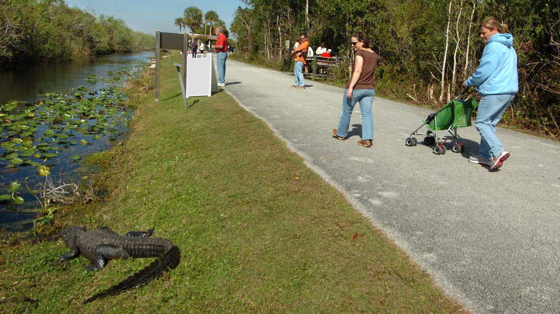 Visitors stroll past one of the many alligators near the visitor center at Shark Valley in Everglades National Park.