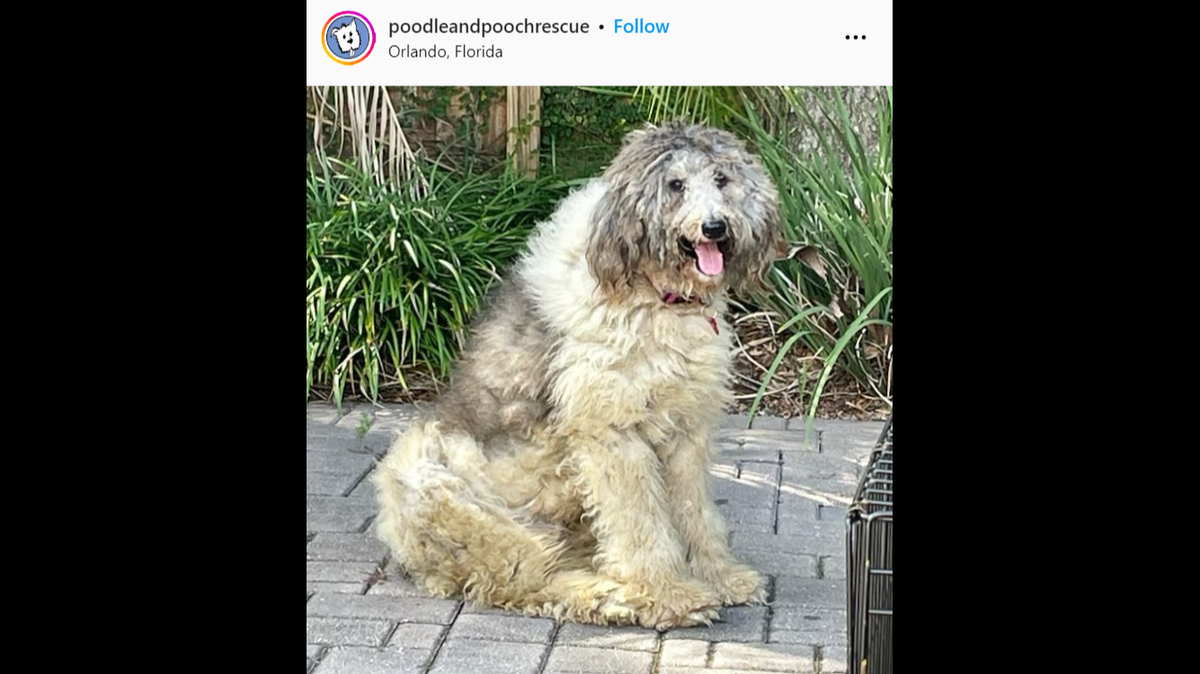 Loretta the dog got the haircut she needed after she was found with a matted coat, a Florida rescue said.