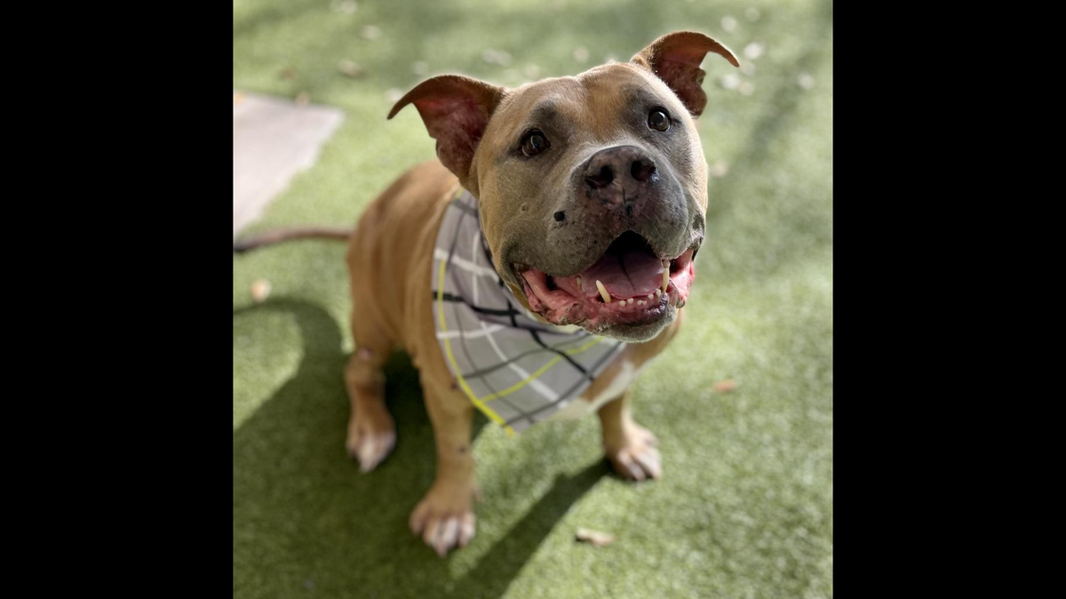 Thor, a Disney-loving shelter dog, is waiting for a new home.