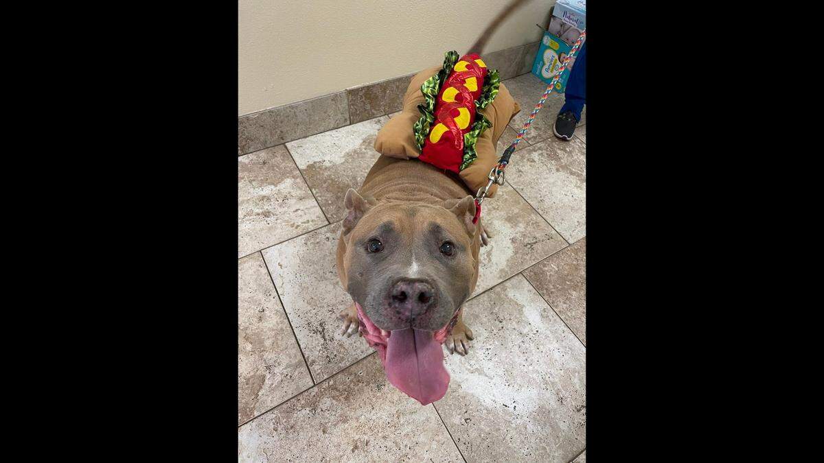 Thor the goofy dog is up for adoption in Florida.