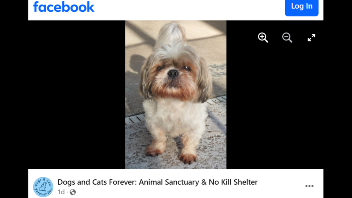 Darby went up for adoption after his family didn’t want him anymore, a Florida shelter said.