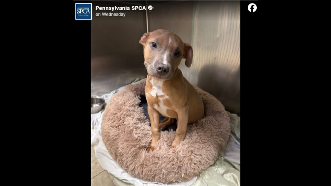 A dog abandoned on a 32-degree morning got a second chance, a Pennsylvania shelter said.