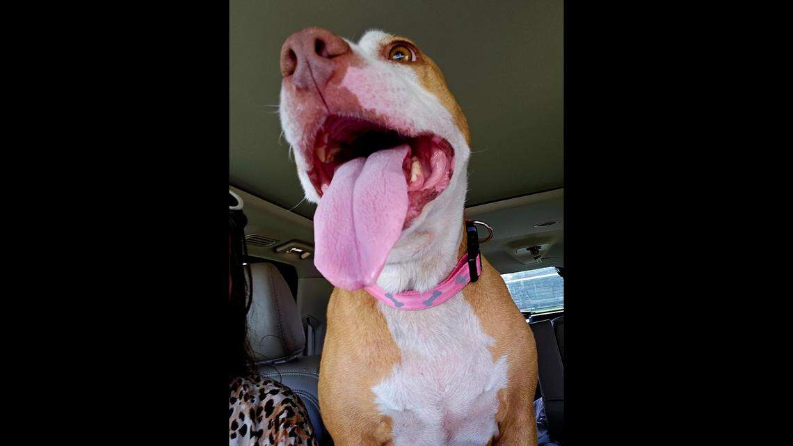 Luna the missing dog was reunited with her owner after two years.