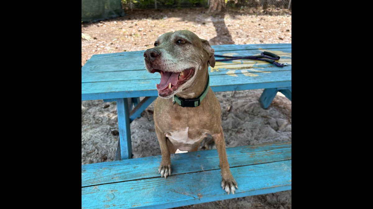 A quirky shelter dog needs a new home in Florida.