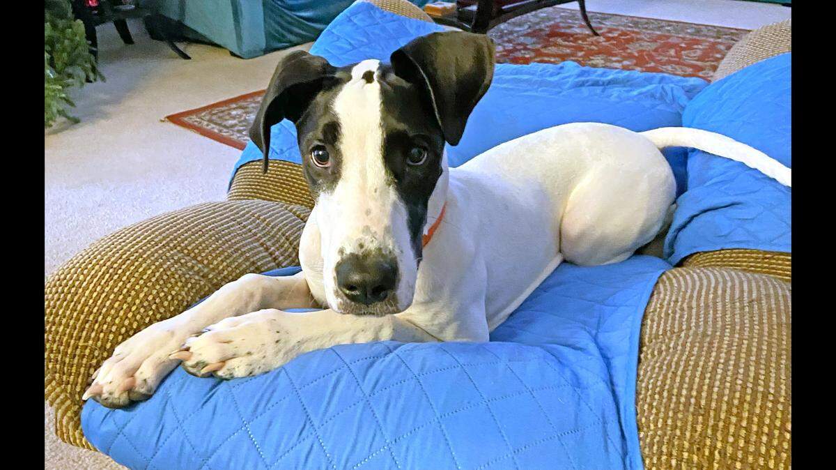 Olive the energetic pup is up for adoption in Florida.