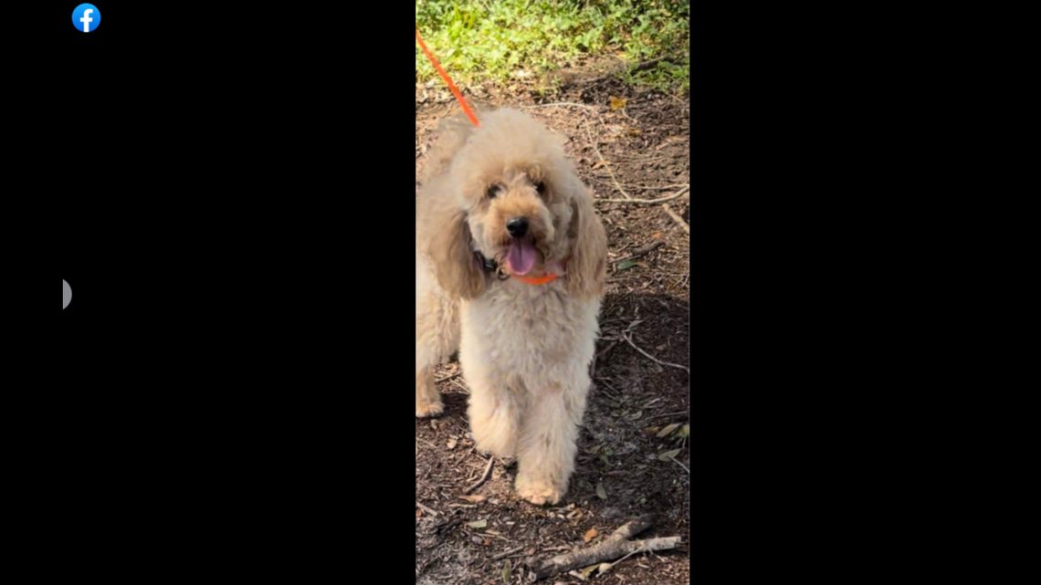 A dog was found safe 10 days after disappearing along a Florida interstate, a rescue organization said.