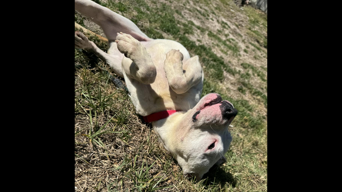 Roan the dog is a “puppy mischief mastermind,” a Florida shelter said.