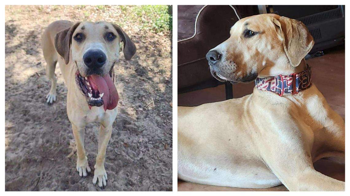 A dog who once ate food scraps is now waiting for a second chance.