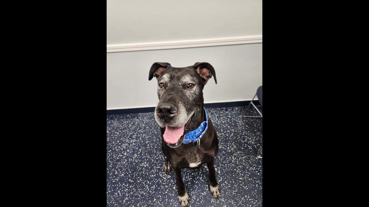 A food-loving dog is up for adoption after spending more than one year a Florida rescue.