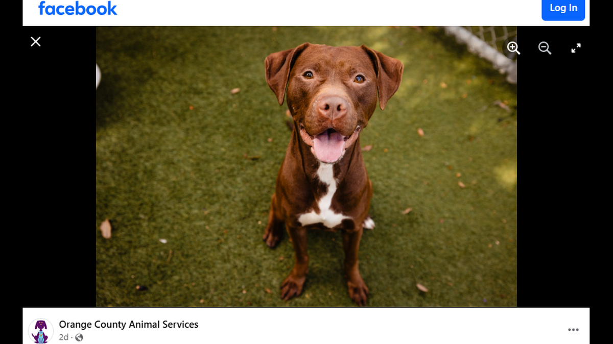 A “sweet” Florida dog is up for adoption for a seventh time.