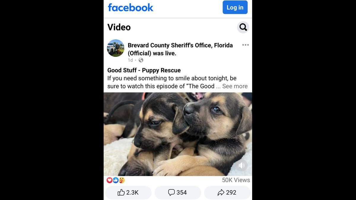 The puppies made it to safety after they were separated from their mom, deputies said.