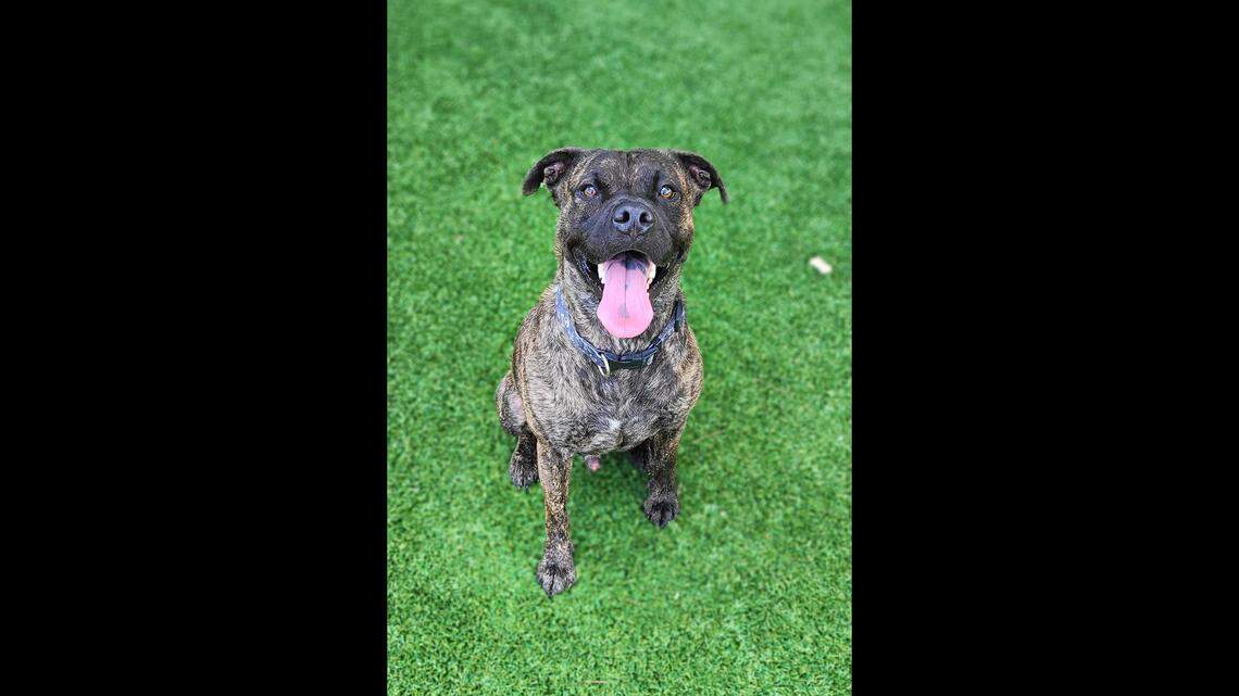 Jamal, a dog overlooked for more than two years, is still up for adoption in Florida.