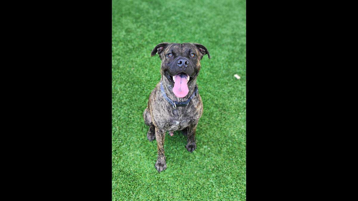Jamal, a dog overlooked for more than two years, is still up for adoption in Florida.