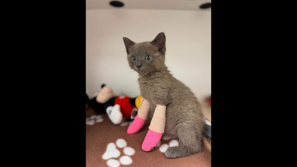 Jade the kitten is getting a second chance after she was saved from a New York porch.