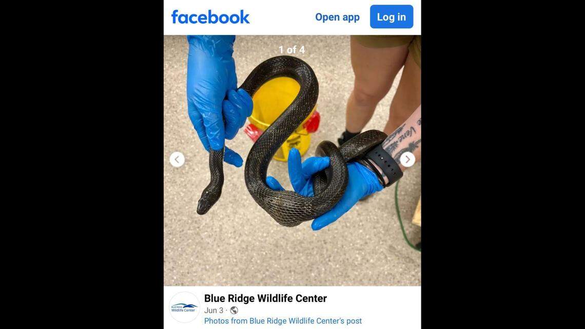 A snake was rescued in Virginia after it was found with a bulge in its body.