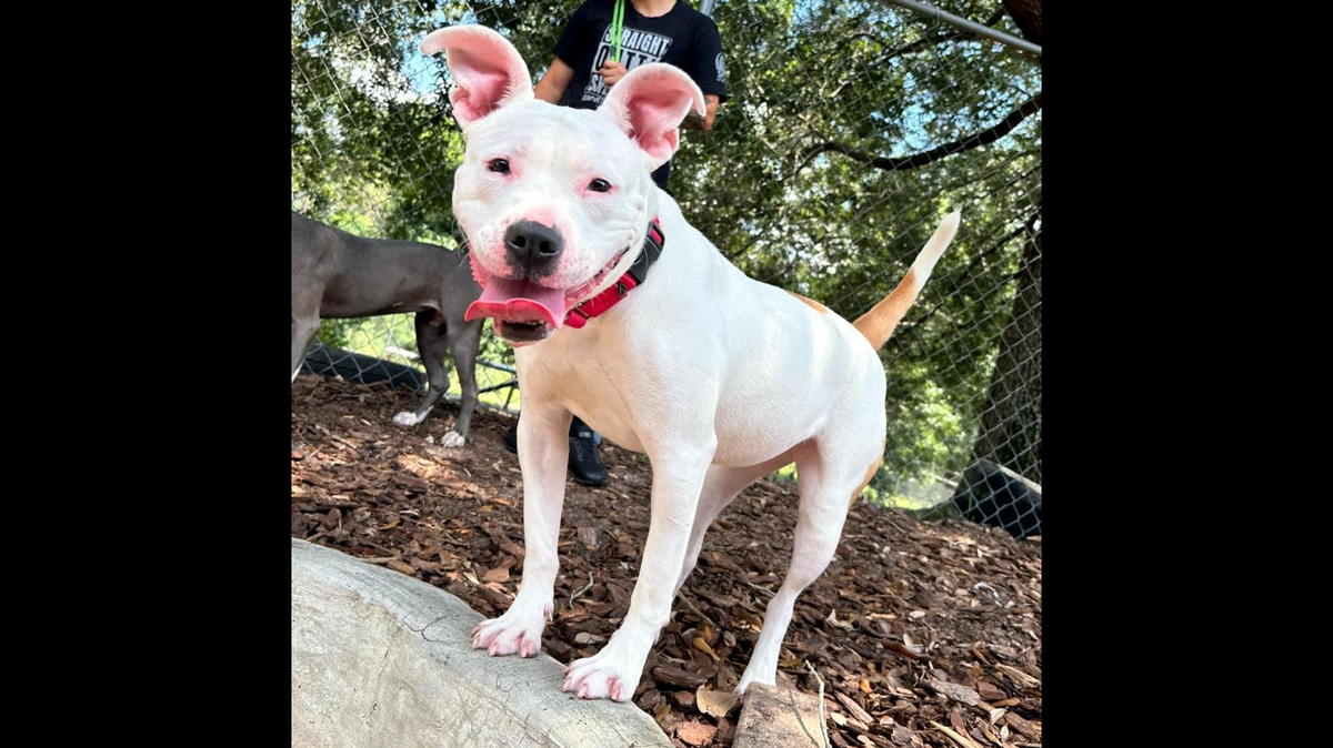 The “sweet” and friendly pup will need a patient new owner.