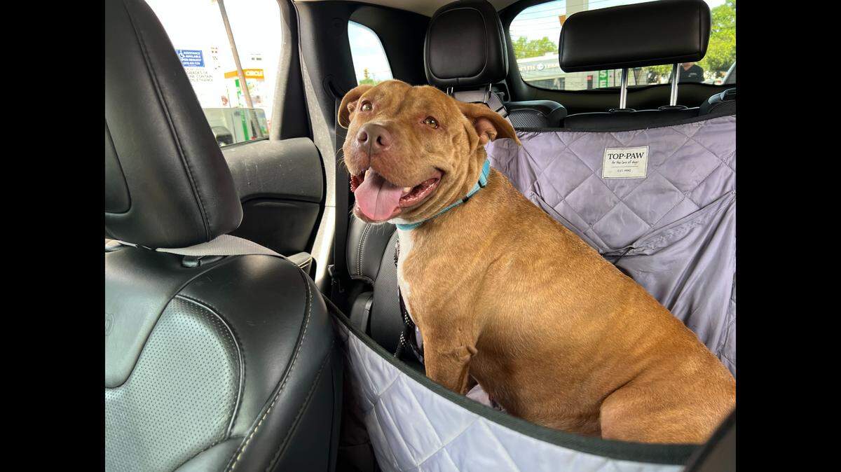 A “loyal” dog got a fresh start after spending months at a Florida shelter.