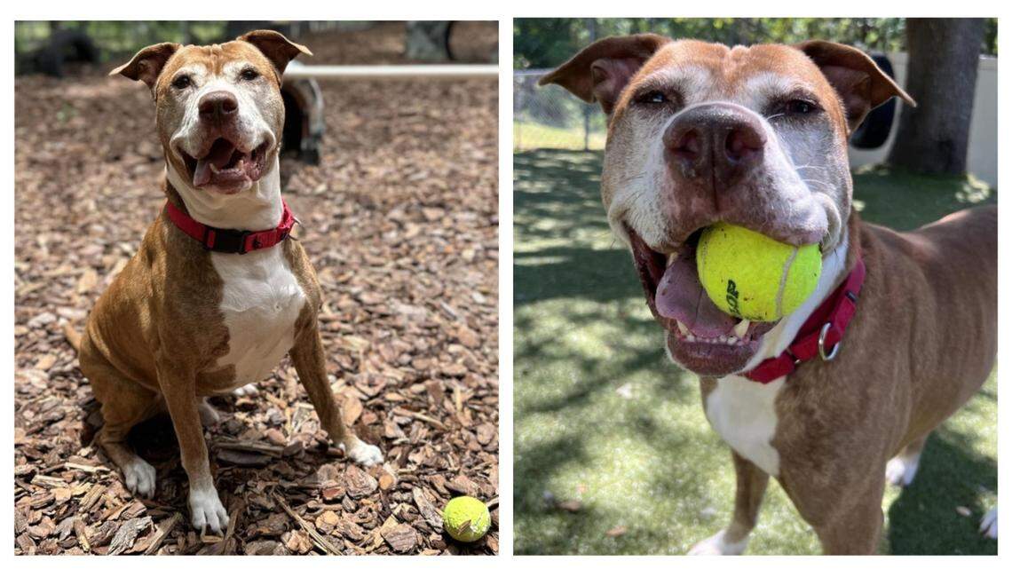 Maxi was adopted before he returned to a Florida shelter as a stray.