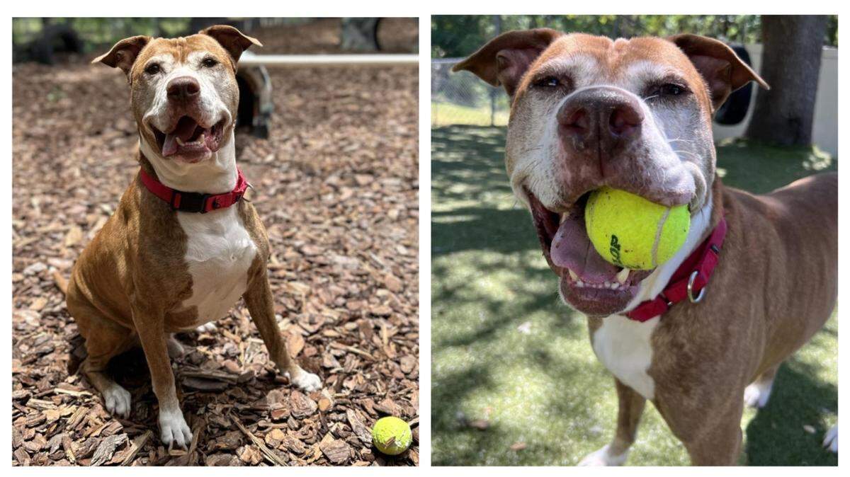 Maxi was adopted before he returned to a Florida shelter as a stray.