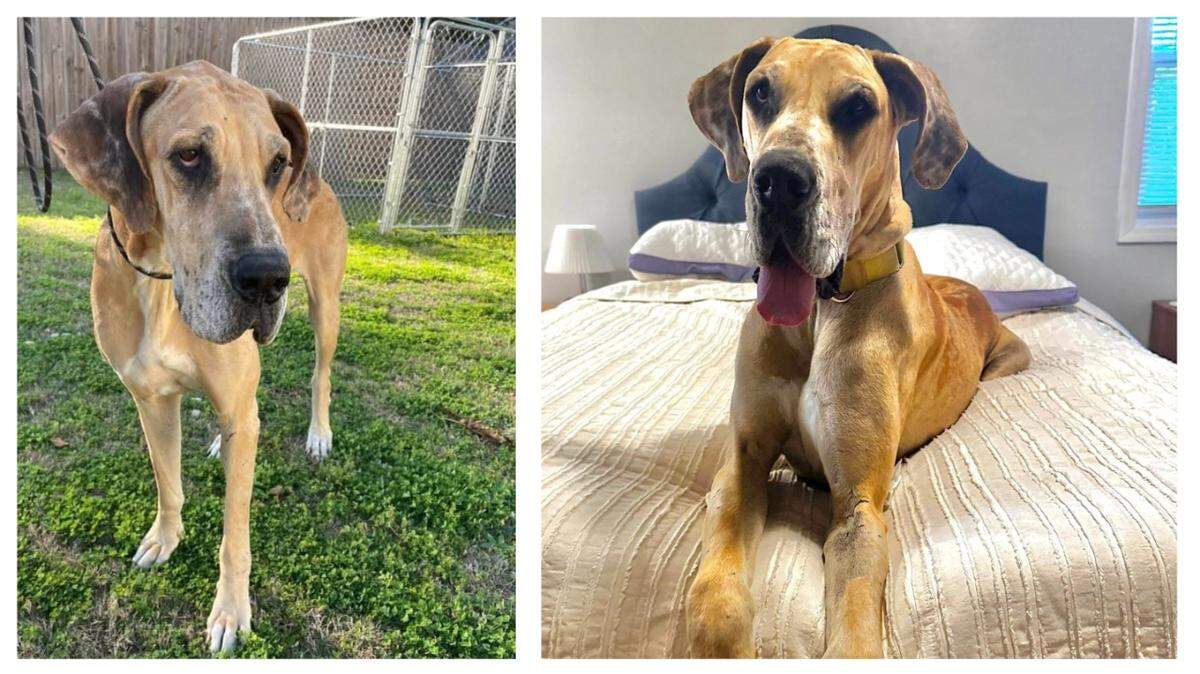 An animal rescue said Xena is waiting for a new owner after she was saved from a hoarding situation.