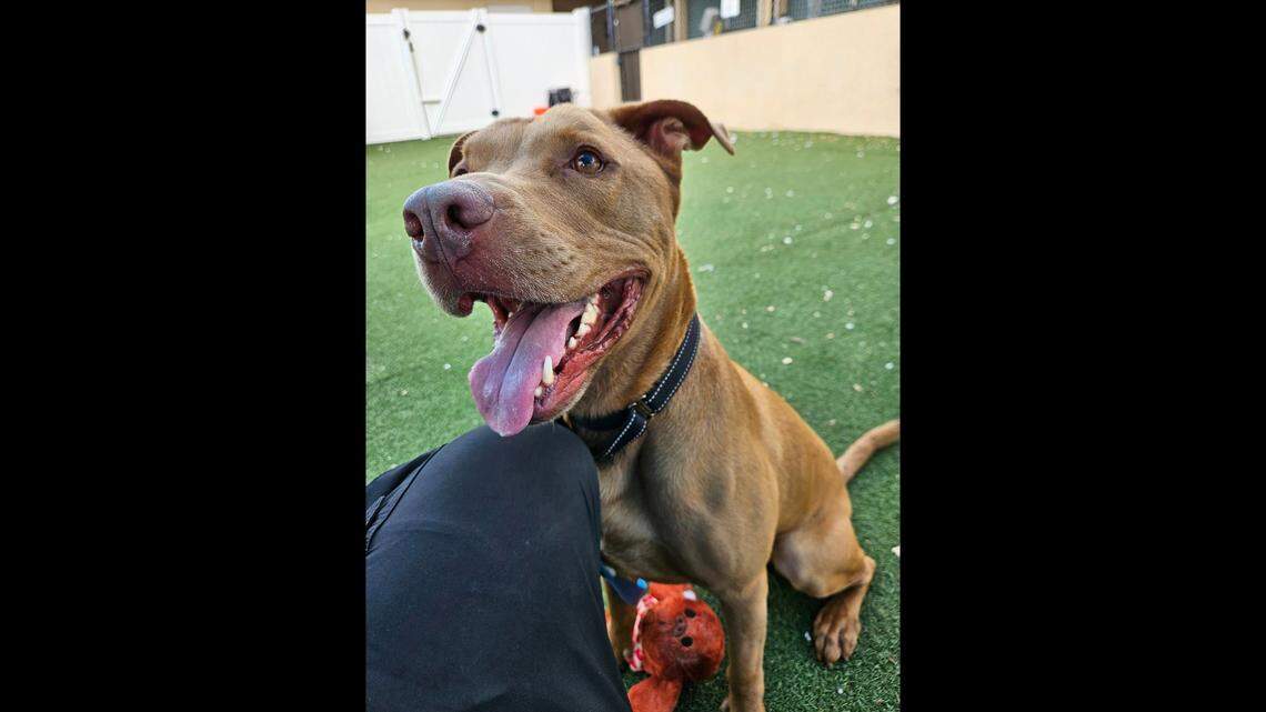 A playful dog needs a home after waiting three years in a Florida shelter.