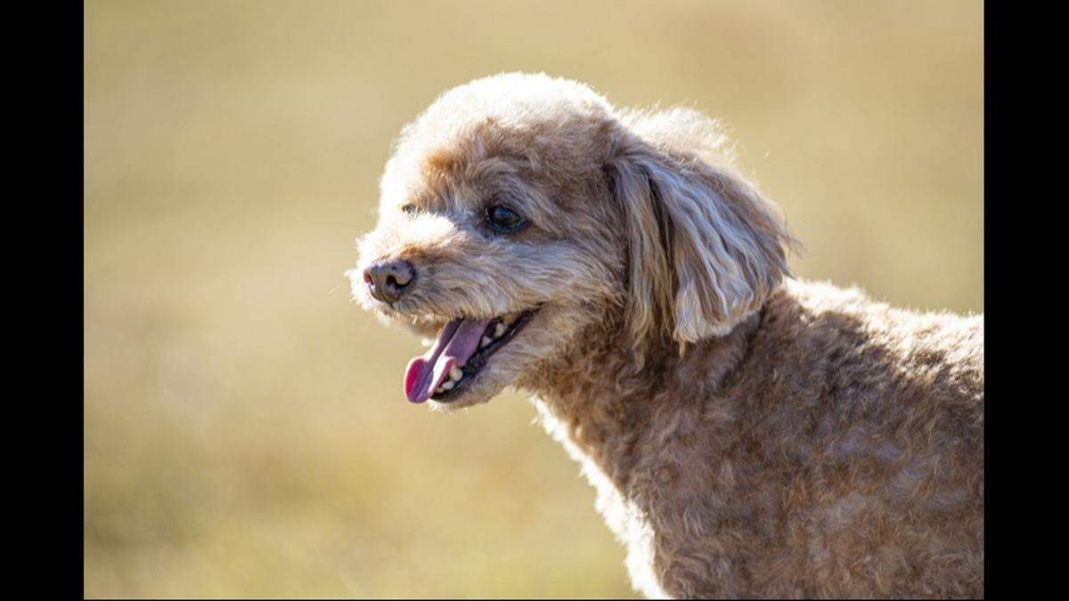 The miniature poodle ranks as the nation’s top trending dog breed — again. 