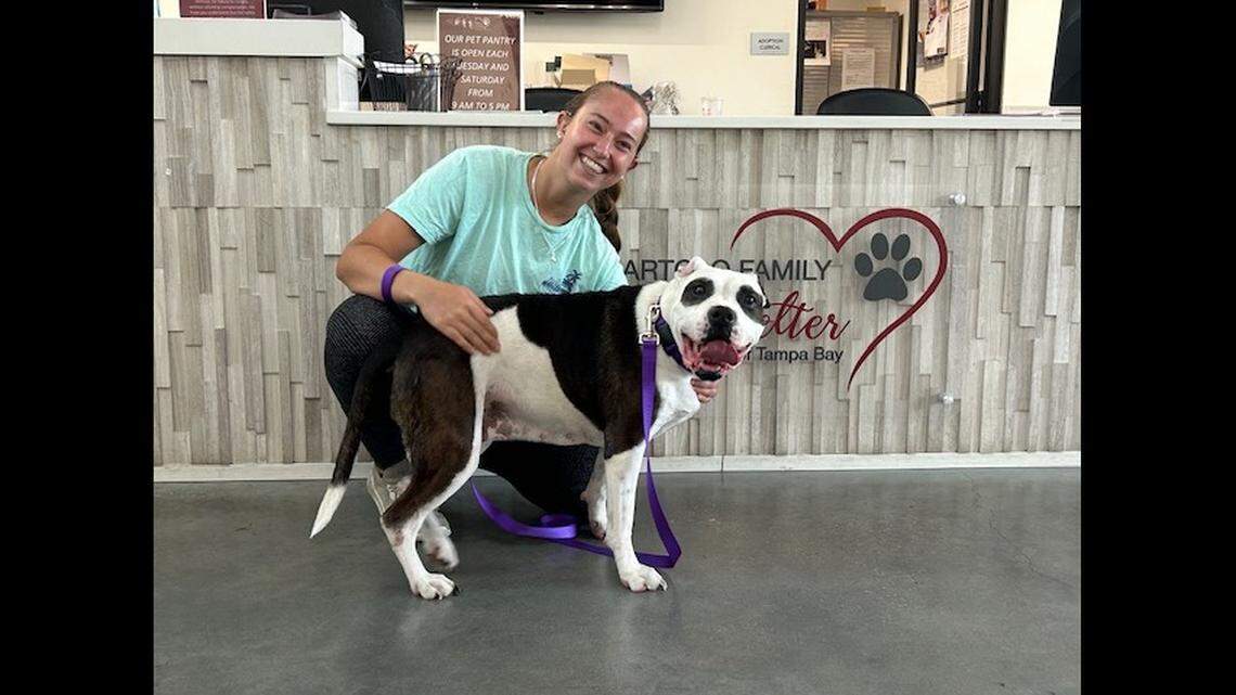 A “sweet” Florida dog got a second chance months after she was rescued.