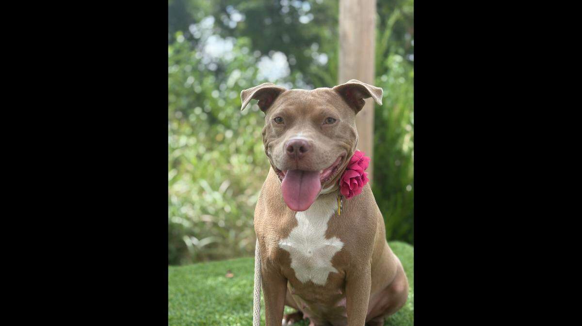 Lottie, a dog mom whose puppies all got homes, is still up for adoption in Georgia.