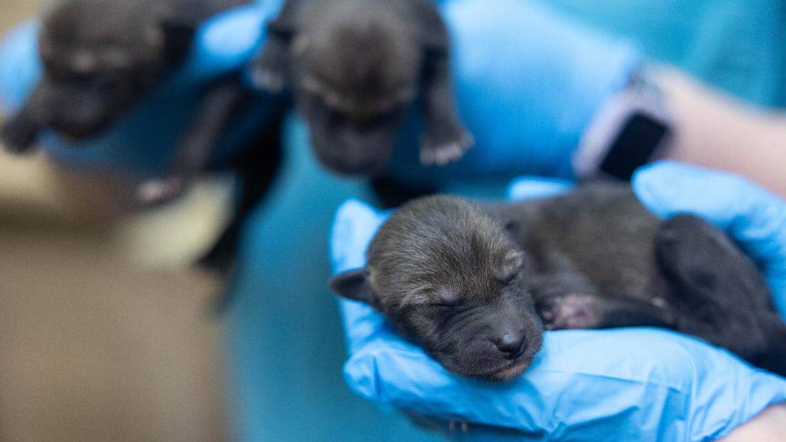 A litter of “critically endangered” red wolves was born in Tennessee.