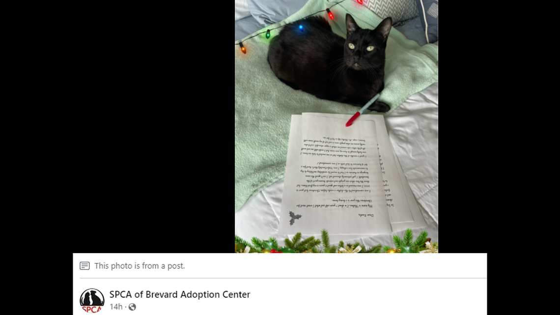 A cat surrendered before Christmas 2022 still needs a new home, a Florida rescue said.