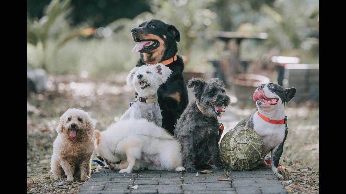 French bulldogs rank No. 1 in the country for a third year straight.