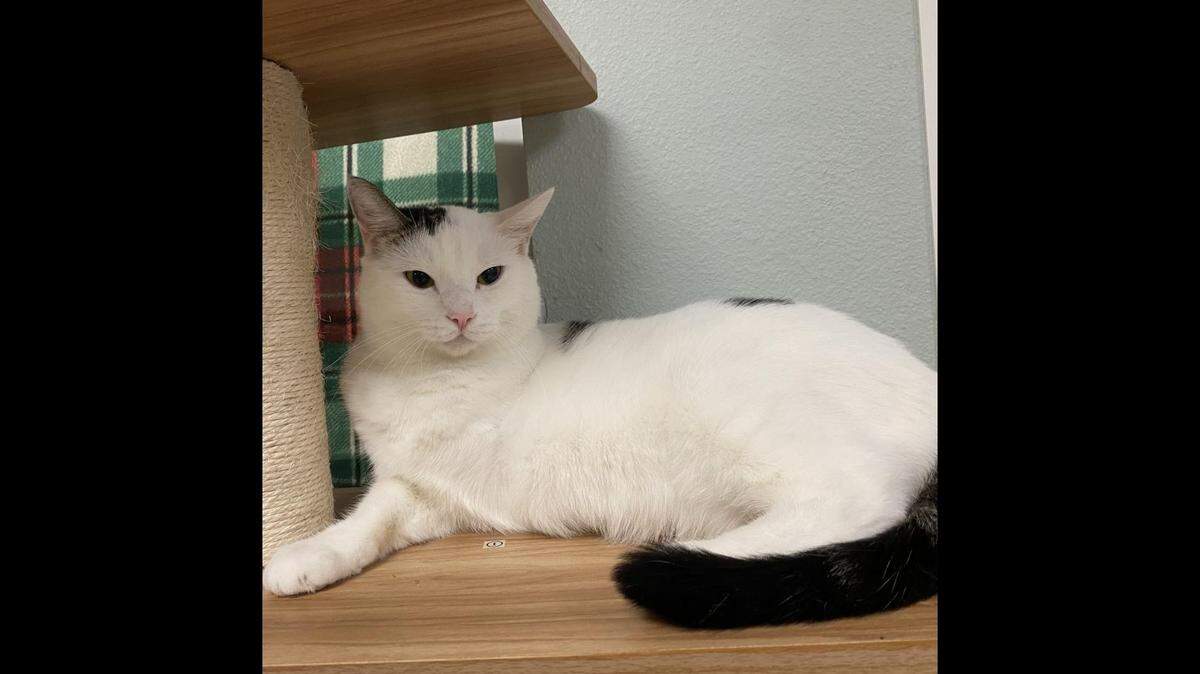 A cat who lost his leg has a personality that will “keep you humble,” a Florida shelter said.