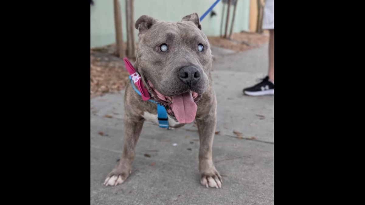 Karl the dog is up for adoption in Florida.
