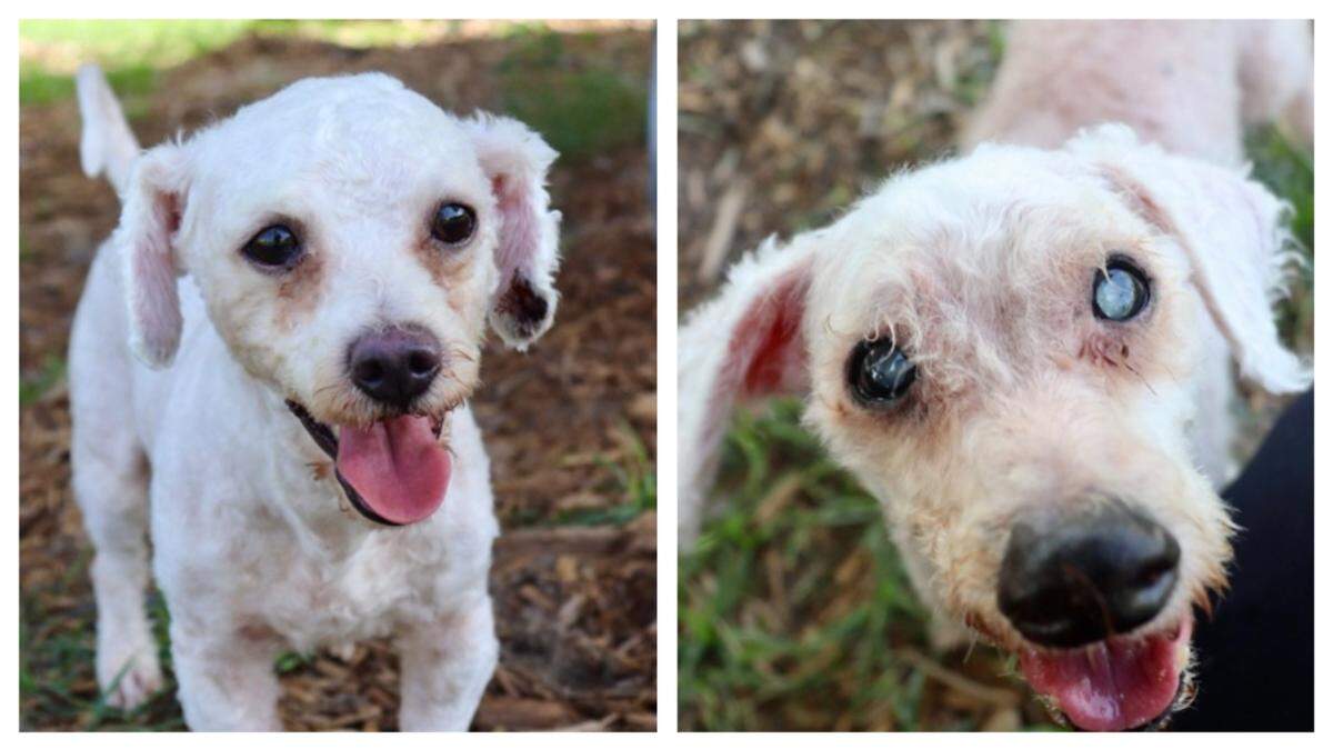 Florida dogs Zach, left, and Cody bounced around and now need a new home.