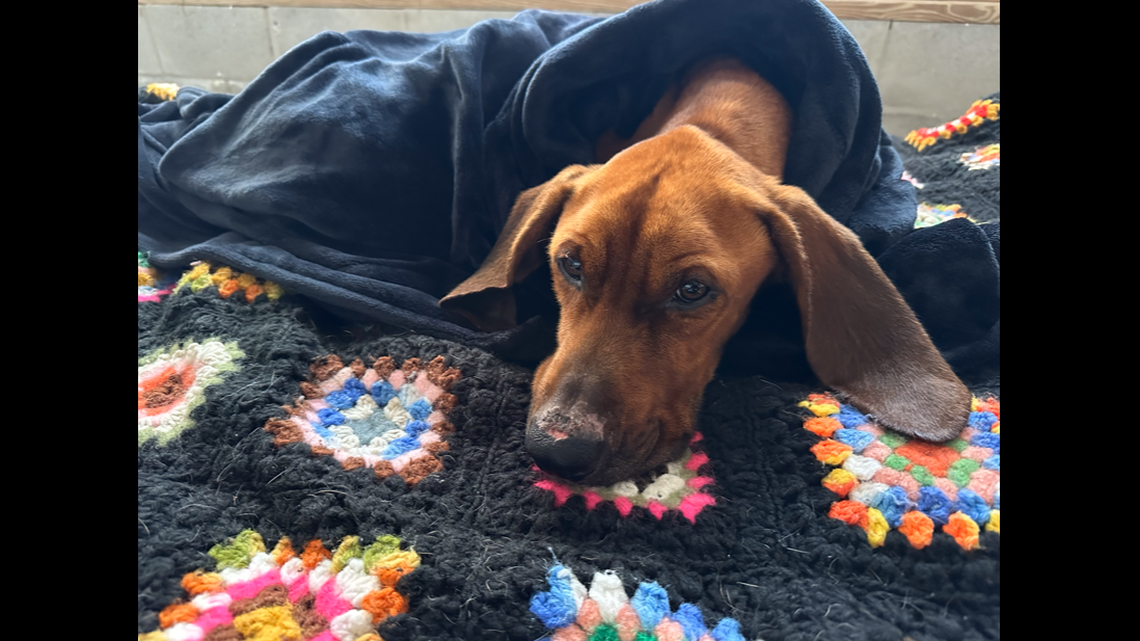 Miles the dog was found safe months after vanishing from his Florida home.