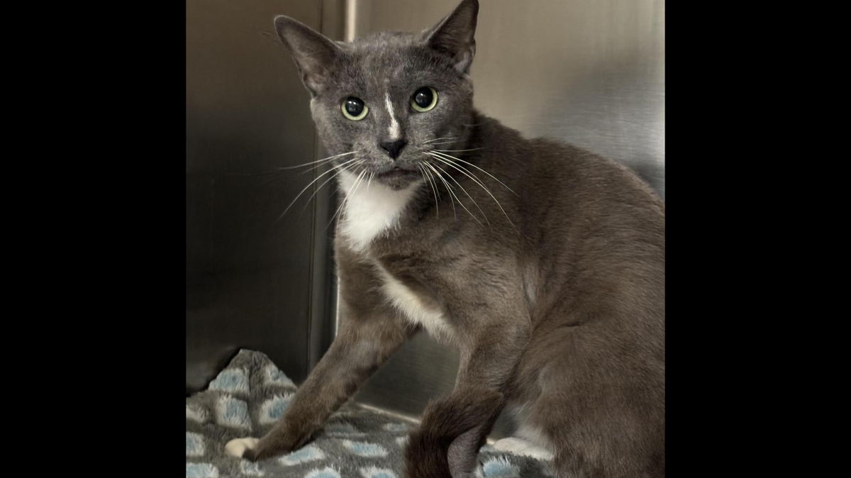 Crocket the cat was saved from “heartbreaking” conditions, a Florida shelter said.